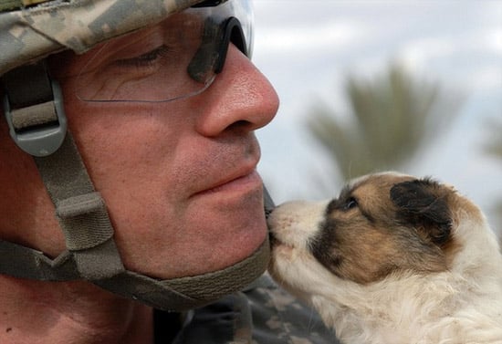 soldier-puppy-12.jpg