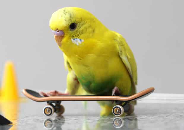 Budgie On Skateboard
