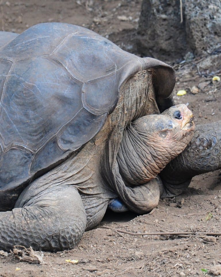 pinta giant tortoise scientific name